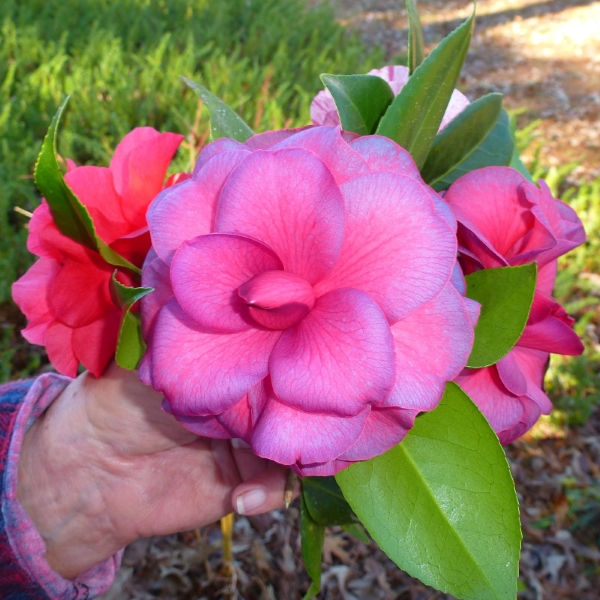 Purple Dawn Camellia, Mathotiana Camellia