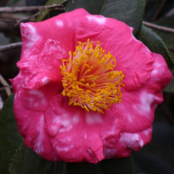 R.L. Wheeler Variegated Camellia