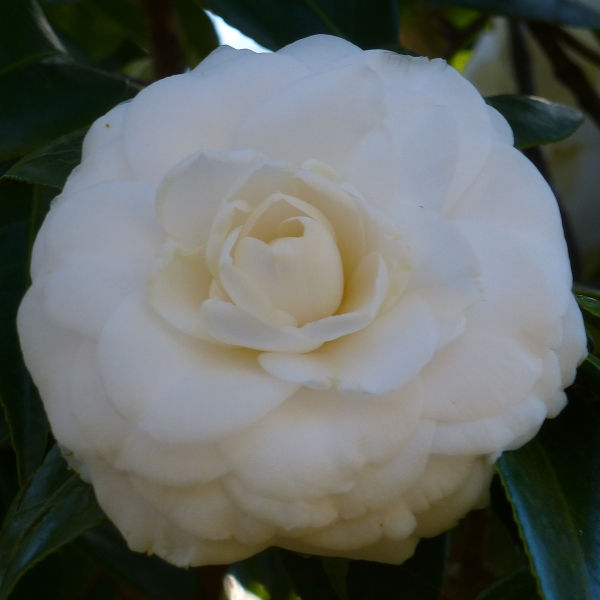 White By The Gate Camellia