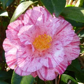 Anita Camellia