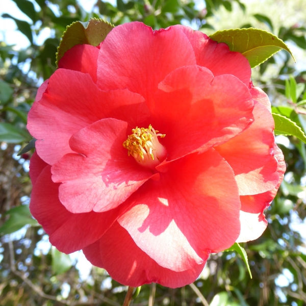 Christmas Beauty Camellia