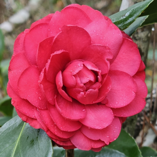C.M. Hovey Camellia, Colonel Firey Camellia