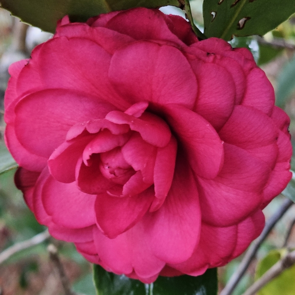 C.M. Hovey Camellia, Colonel Firey Camellia