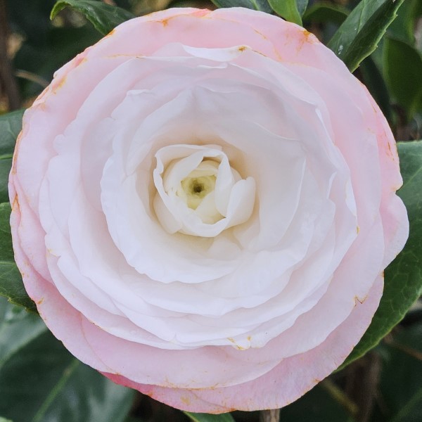 Desire Camellia