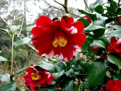 Edna Campbell Variegated Camellia