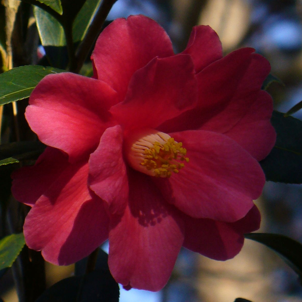 Freedom Bell Camellia