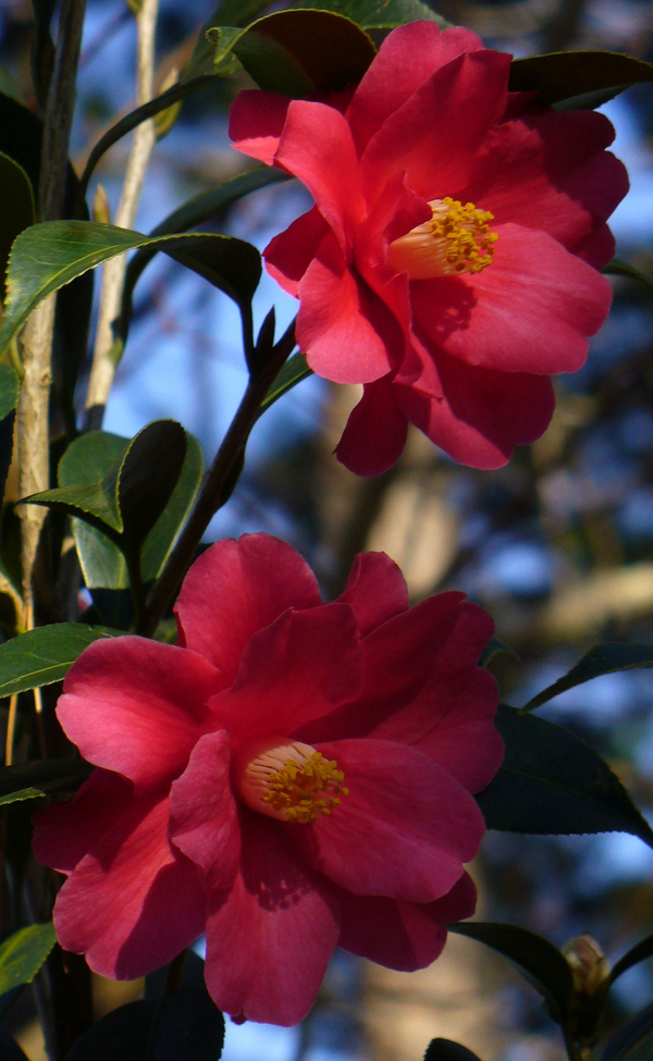 Freedom Bell Camellia