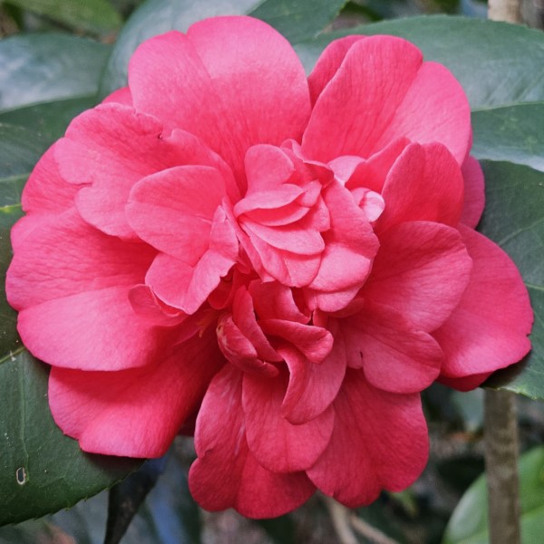 Coquetti Camellia, Glen 40 Camellia