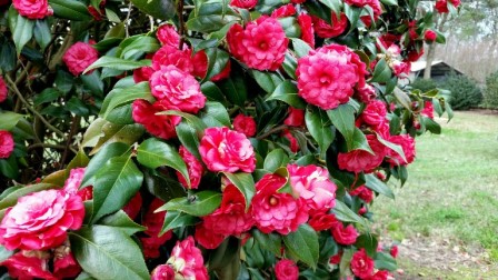 Imbricata Camellia