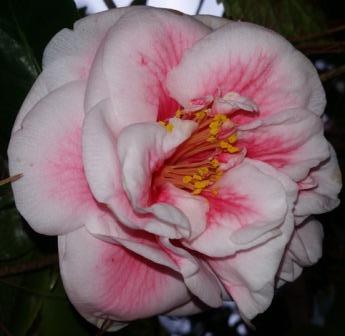 Irrational Exuberance Camellia