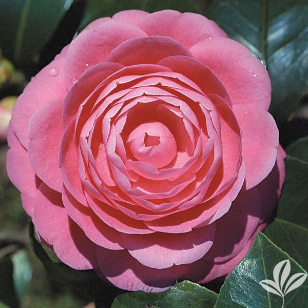 Jack's Camellia