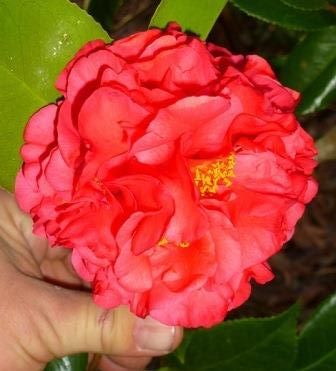 Kramer's Supreme Camellia