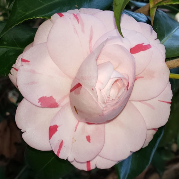 La Peppermint Camellia