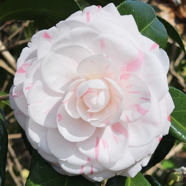 La Peppermint Camellia