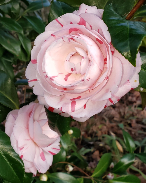 La Peppermint Camellia