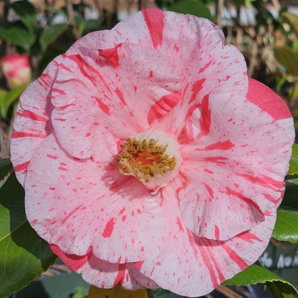Lady Vansittart Camellia