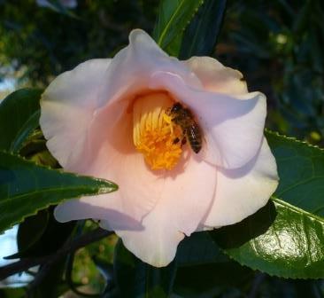 Magnoliaeflora Camellia, Hagoromo Camellia
