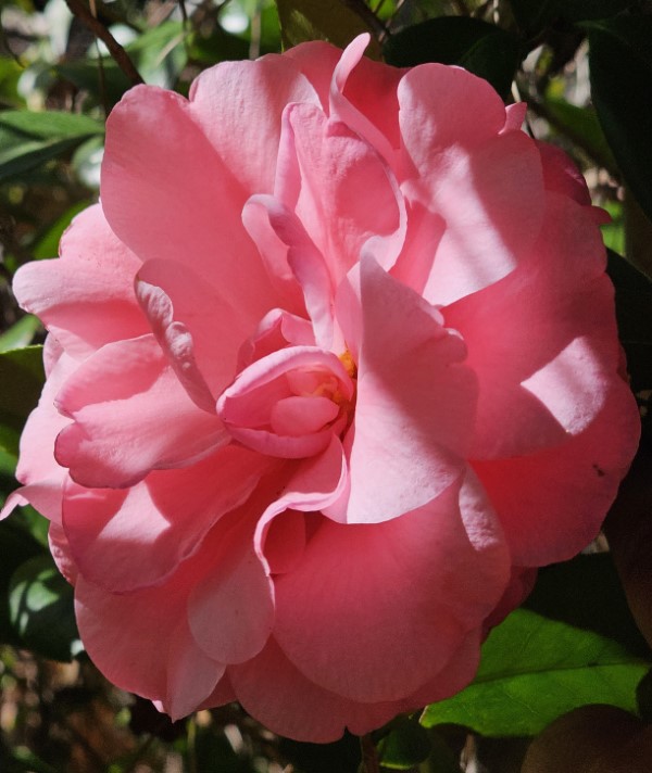 Nuccio's Cameo Camellia