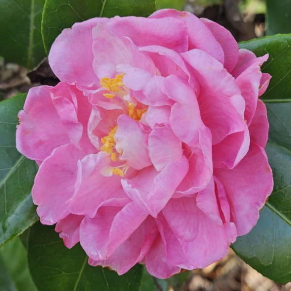 Nuccio's Cameo Camellia