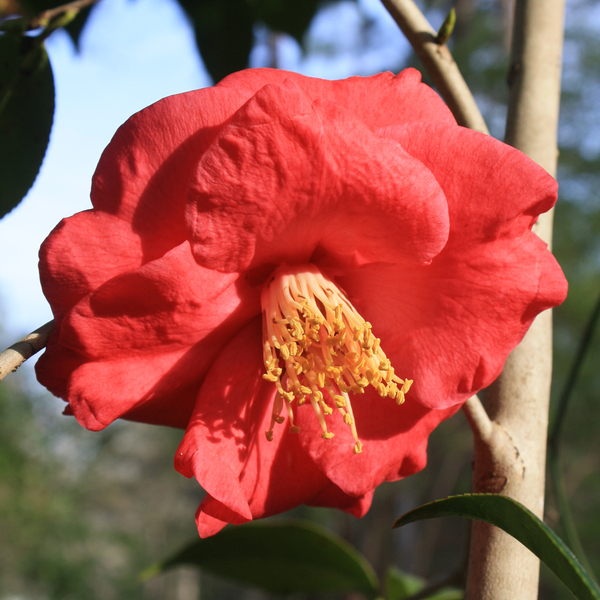 Lady Clare Camellia, Akashigata Camellia, Pink Empress Camellia