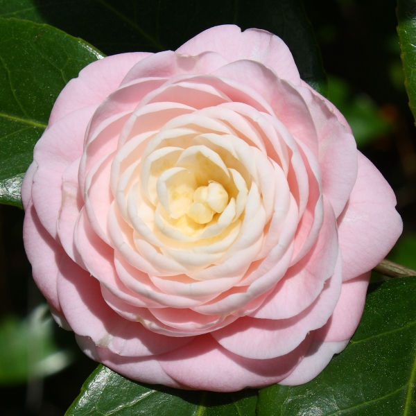 Pink Perfection Camellia, Otome Camellia