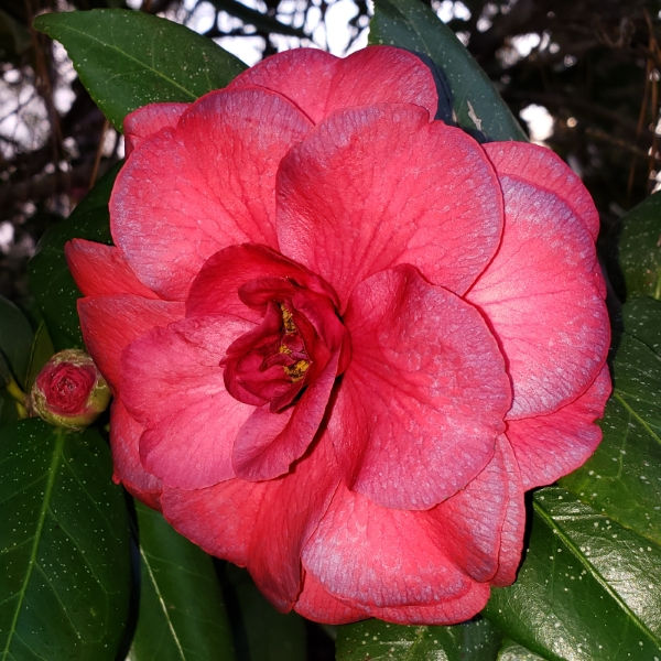 Purple Dawn Camellia, Mathotiana Camellia