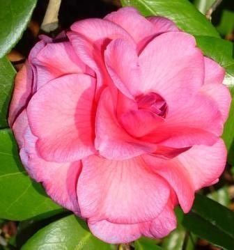 Purple Dawn Camellia, Mathotiana Camellia