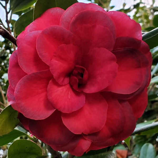 Purple Dawn Camellia, Mathotiana Camellia