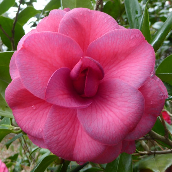 Purple Dawn Camellia, Mathotiana Camellia