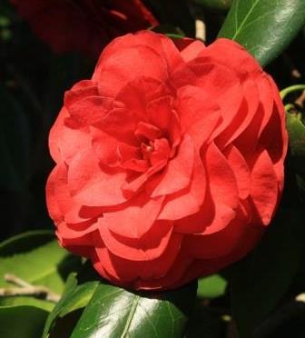 Rose Perfect Camellia