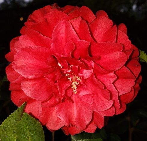Satsuma Kurenai Camellia