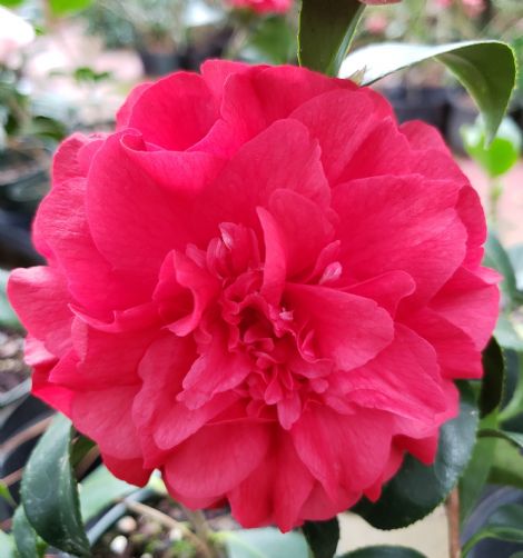 Satsuma Kurenai Camellia