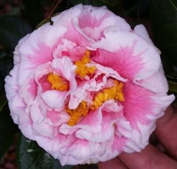 Tomorrow's Dawn Bessie Camellia