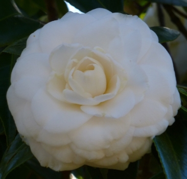 White By The Gate Camellia