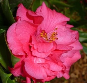 Woodville Red Camellia