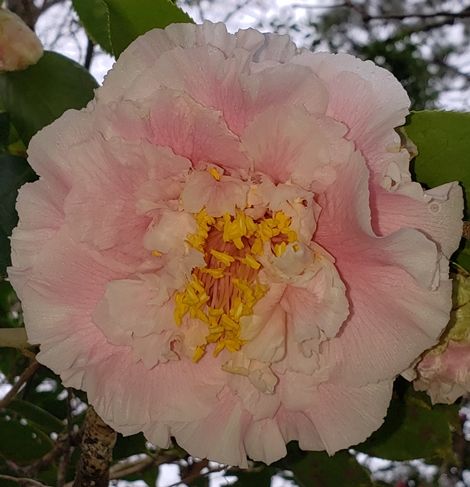 Elegans Splendor Camellia, C.M. Wilson Splendor Camellia