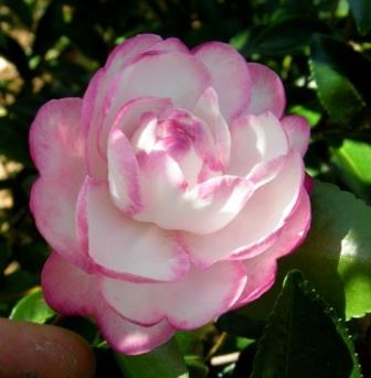 Moonshadow™ Sasanqua Camellia