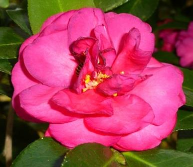 Dazzler Sasanqua Camellia