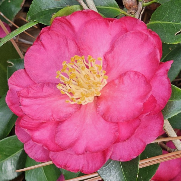 Dazzler Sasanqua Camellia