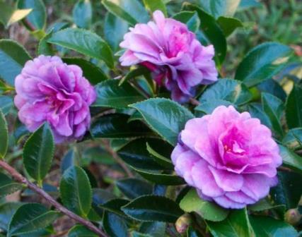 Green's Blues™ Sasanqua Camellia