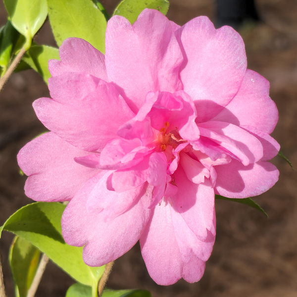 William Lanier Hunt Sasanqua Camellia