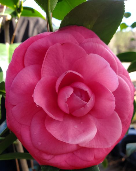 Glen 40 Camellia
