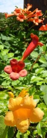 Ruby Red Trumpet Creeper