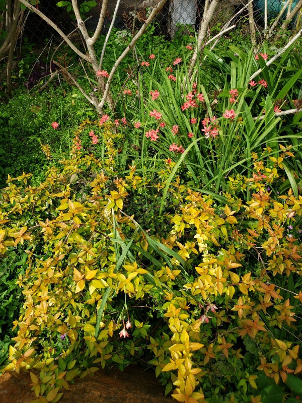 Canyon Creek Glossy Abelia