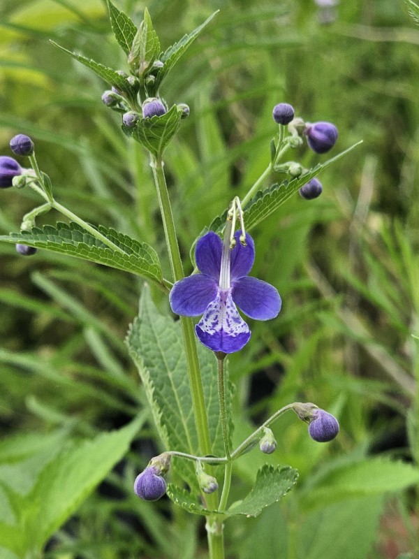 Almost Eden Plants Blue Butterflies Bluebeard
