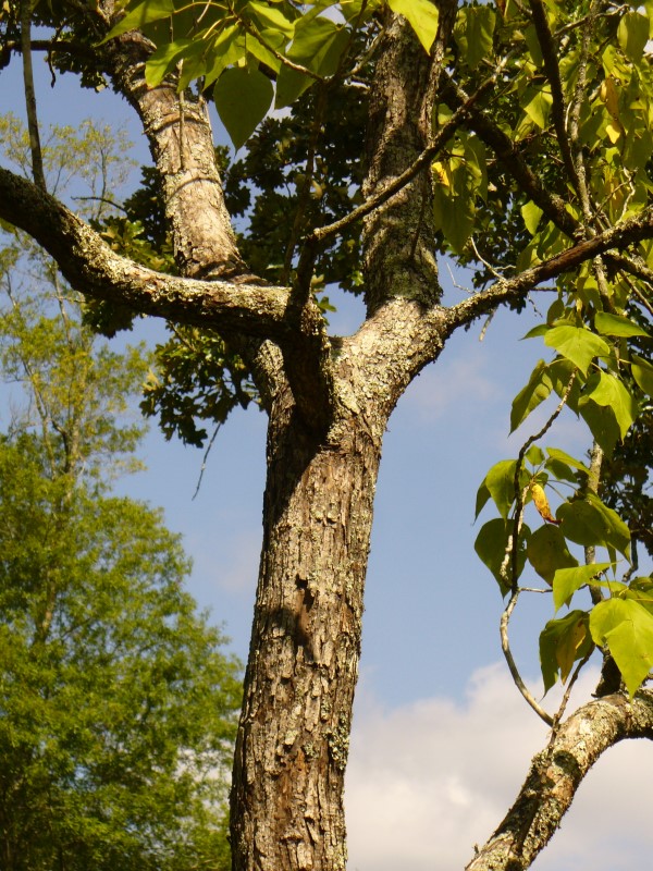 Southern Catalpa, Indian Bean Tree, Cigar Tree