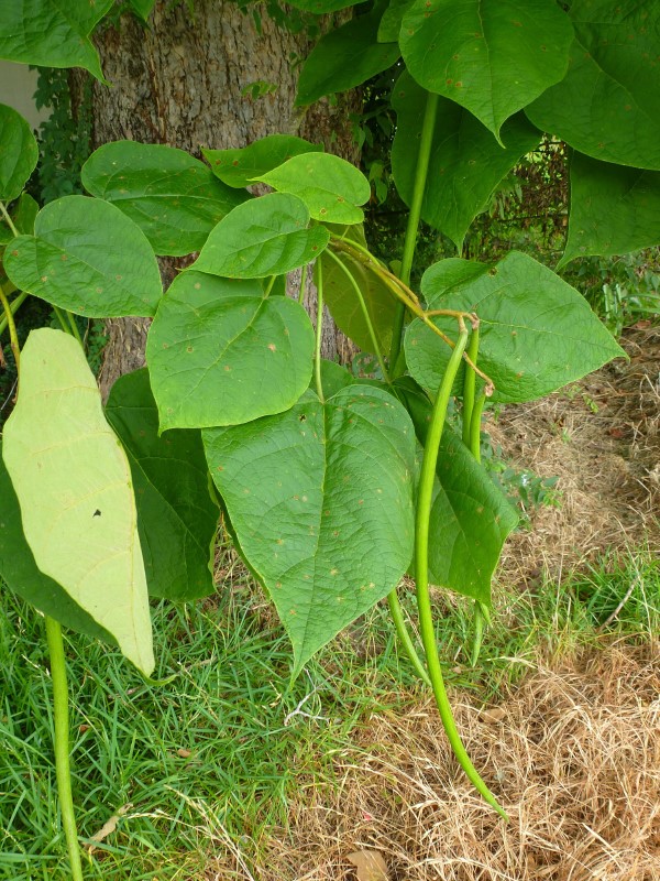 Southern Catalpa, Indian Bean Tree, Cigar Tree