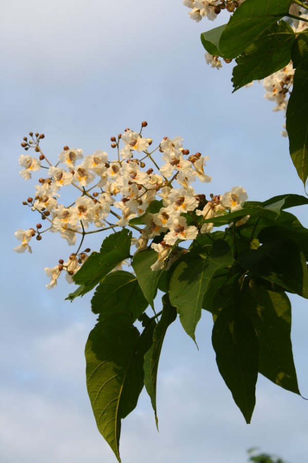 Southern Catalpa, Indian Bean Tree, Cigar Tree