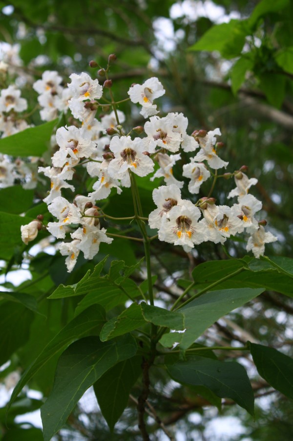 Southern Catalpa, Indian Bean Tree, Cigar Tree