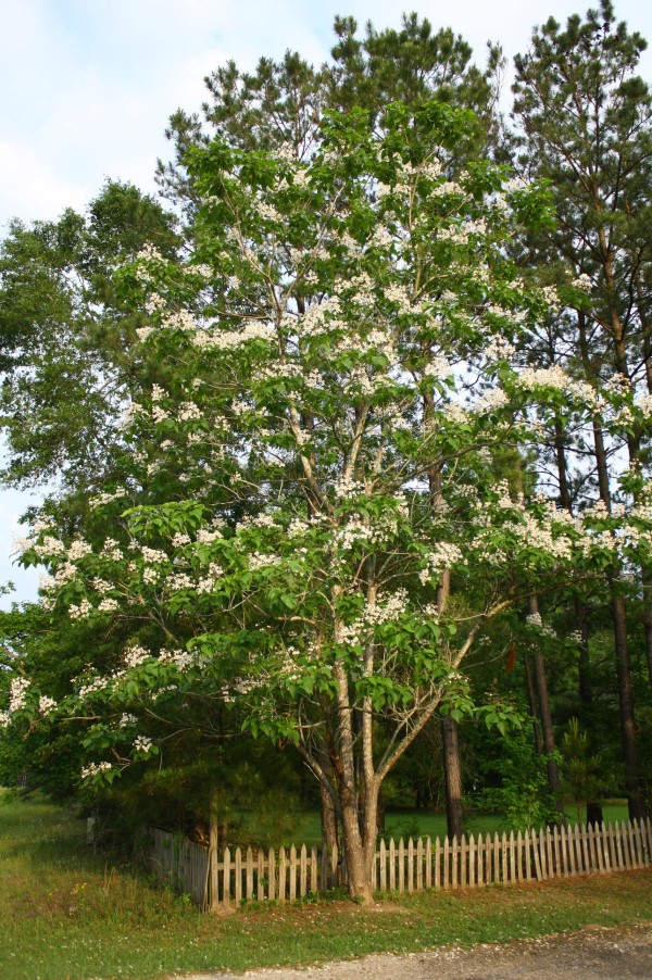 Southern Catalpa, Indian Bean Tree, Cigar Tree